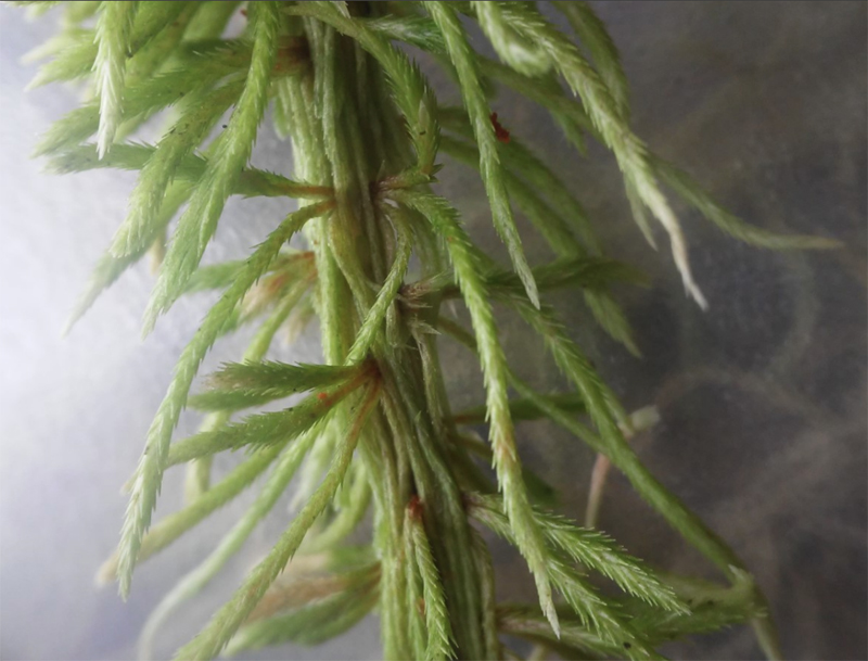 Sphagnum wulfianum